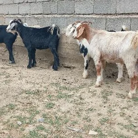 dog erkec
