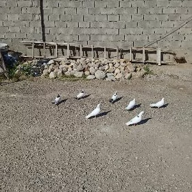 Kepderi
