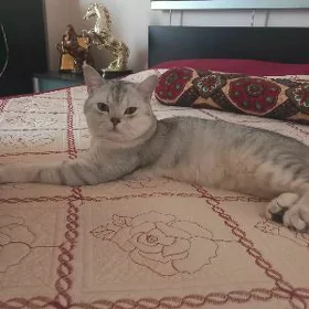 Котик
