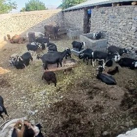 geci