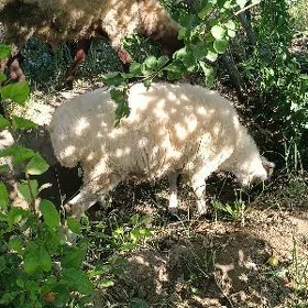 гоюн