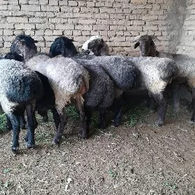 semiz goclar