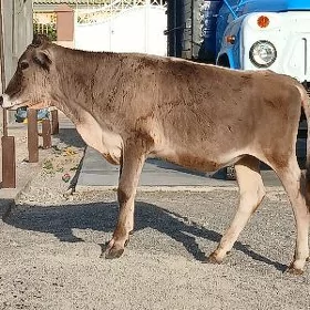 ARSA ŞIWES ŐKÜZ
