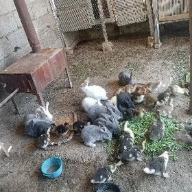 towşan