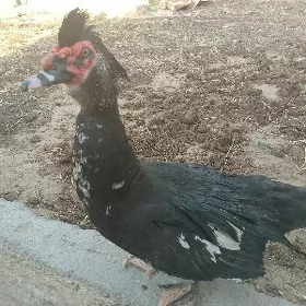 indutga ördek erkek uly