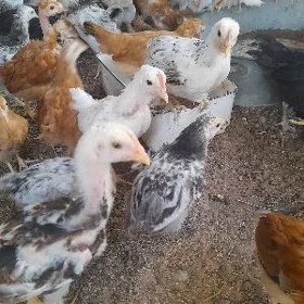 damaşni jüýje