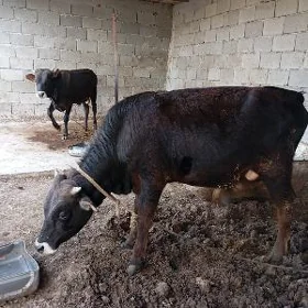 öküz