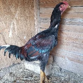 Baysow juyje