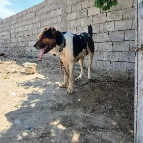 Turkmen gujuk