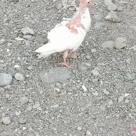 kepder