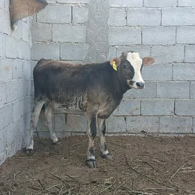 ÖKÜZÇE