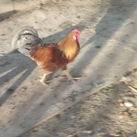 horoz