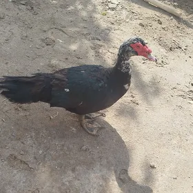 ordek