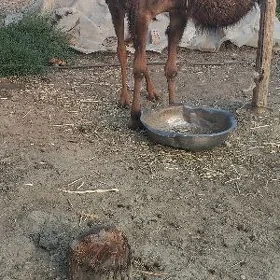 Ogşuk