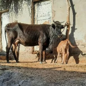 ÄPET.ULY ŞIWES GÖLELI SYGYR
