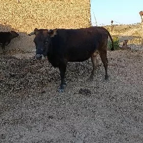 Gysyr sygyr
