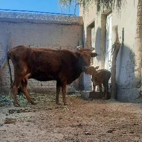 YUWASJA GOLELI SYGYR SUYIDLIJE