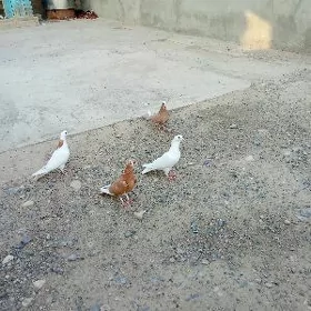 kepderi