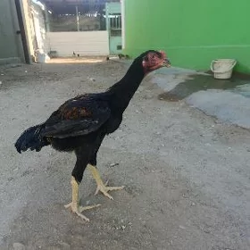 Taşkent jüje