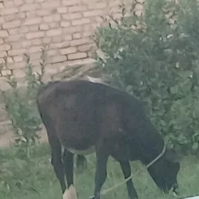 окуз
