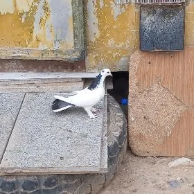 kepderi