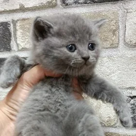 шотландцы