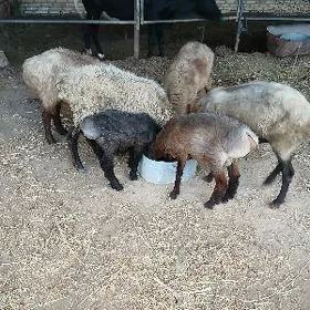 GOÝUNLAR.