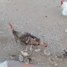 İnduk we jüýjeleri