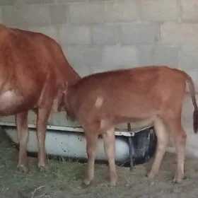 gölgeli