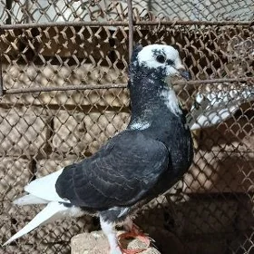 Kepderi