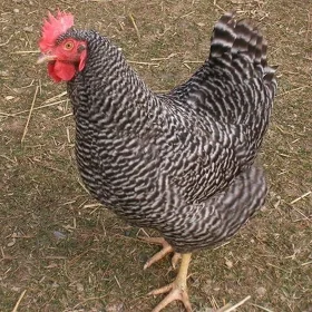 Towuk towuk towuklar