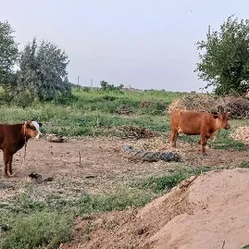 goleli sygyr