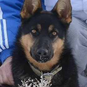 Zulya awcarka