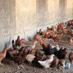yaş towuk