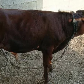 tuwe okuz