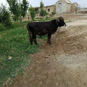 öküz tüwe