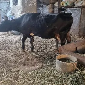 Sygyr, öküz