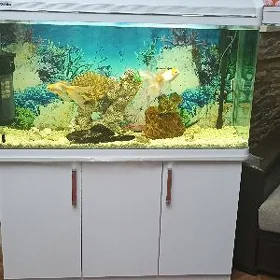 akwarum аквариум