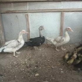 Unduşka