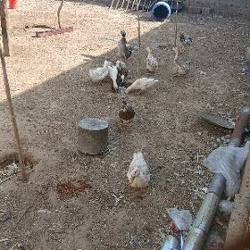 ordek