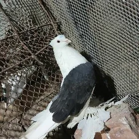 Kepderi