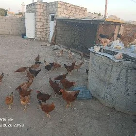 Türkmen towuk