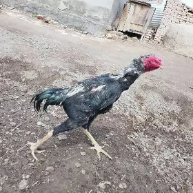 horaz
