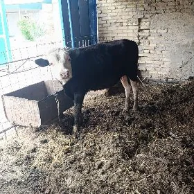 parodny okuzce