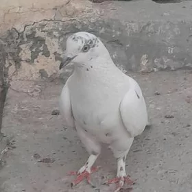 kepderi