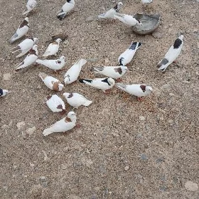 kepderi