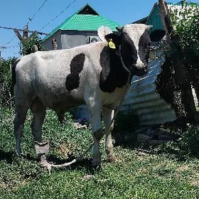 OKUZ TUWE