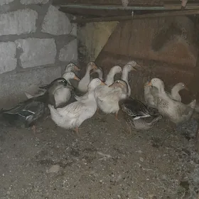 ordek