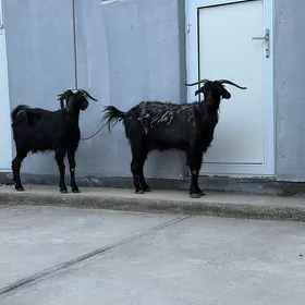 Gysyr geçi