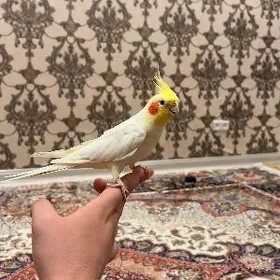 Papugaÿ